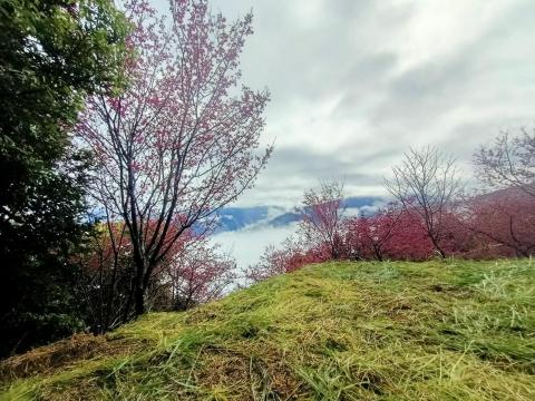 羅傑 - 