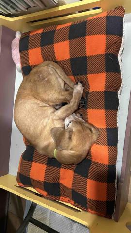 拉拉免費接送寵物寄宿 - 