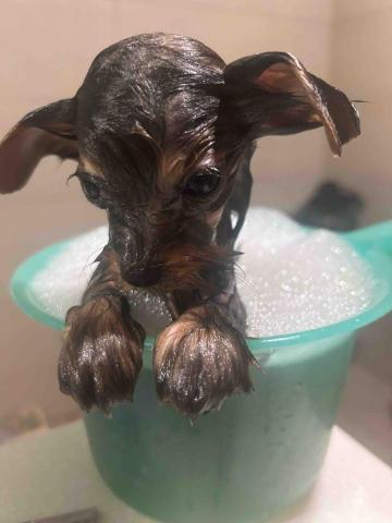 拉拉免費接送寵物寄宿 - 