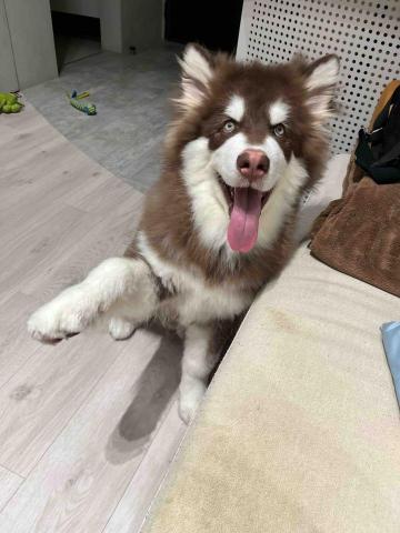 毛大叔狗私塾 - 阿拉斯加 超萌聰明的嘻嘻
#狗學生 毛大叔狗私塾 - 阿拉斯加 超萌聰明的嘻嘻
#狗學生