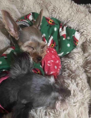 拉拉免費接送寵物寄宿 - 