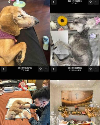 拉拉免費接送寵物寄宿 - 寵物葬禮到府安樂