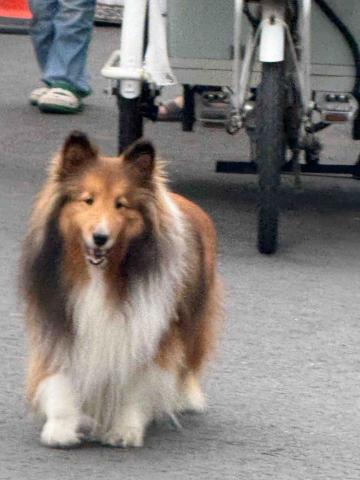 提供capcut教学服務的專家Rain