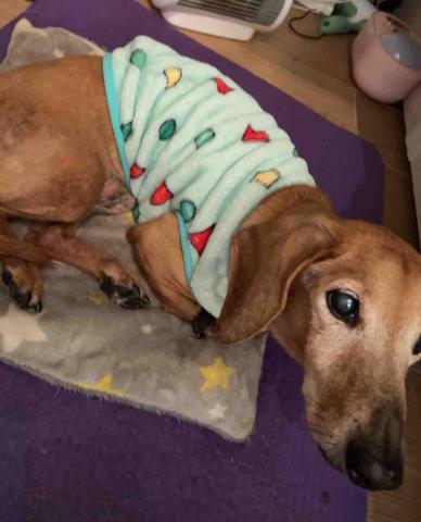 拉拉免費接送寵物寄宿 - 