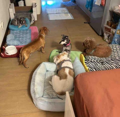 拉拉免費接送寵物寄宿 - 