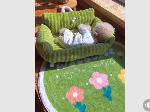 拉拉免費接送寵物寄宿 - 