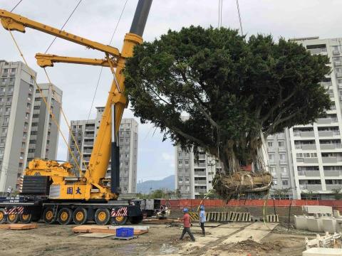 樹景園藝 - 北投百年受保護老樹移植工程 樹景園藝 - 北投百年受保護老樹移植工程