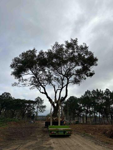 樹景園藝 - 老樟樹 立式移植 樹景園藝 - 老樟樹 立式移植
