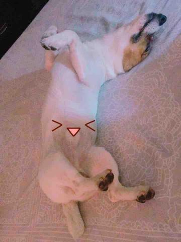 好棒寵物到府服務｜犬行為諮詢・IDTE認證・正向訓練 - 超有安全感跟傑克羅素特有的翻肚睡覺