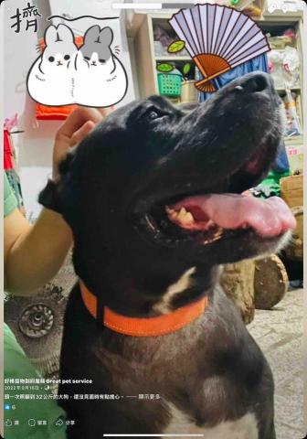 好棒寵物到府服務｜犬行為諮詢・IDTE認證・正向訓練 - 頭一次照顧到32公斤的大狗，但其實很親人