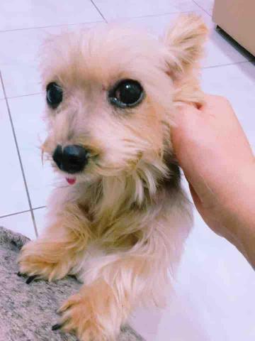 好棒寵物到府服務｜犬行為諮詢・IDTE認證・正向訓練 - 膽小小可愛，環境豐富化慢慢幫助他更有勇氣