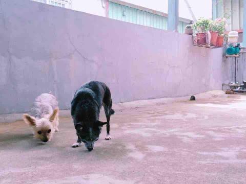 好棒寵物到府服務｜犬行為諮詢・IDTE認證・正向訓練 - 嗅聞遊戲幫助狗狗抒發壓力，使用腦力，減少破壞行為