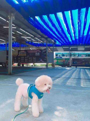 好棒寵物到府服務｜犬行為諮詢・IDTE認證・正向訓練 - 很少出門肢體略緊張