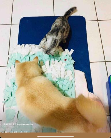 好棒寵物到府服務｜犬行為諮詢・IDTE認證・正向訓練 - 柴犬與貓咪一起玩的嗅聞遊戲