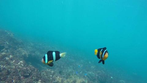 泳池&開放水域游泳教學 - 