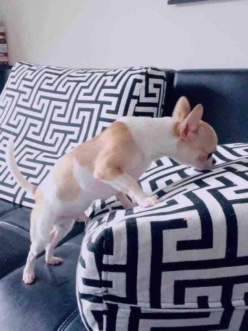 好棒寵物到府服務｜犬行為諮詢・IDTE認證・正向訓練 - 膽小小可愛，環境豐富化搭配嗅聞找零食遊戲讓他更有勇氣，即使不能出門散步也能訓練肌肉