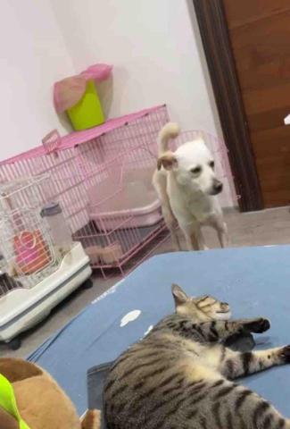 溫馨寄宿家庭🏡 - 貓狗日常