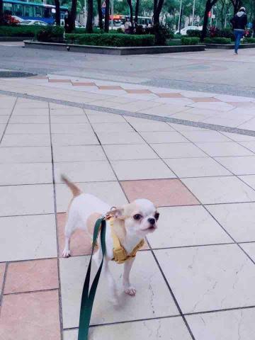 好棒寵物到府服務｜犬行為諮詢・IDTE認證・正向訓練 - 很少出門，出門很緊張一直爆衝，看到落葉也害怕，看到人也衝過去吠，上課幾次後可以慢慢走跟嗅聞了