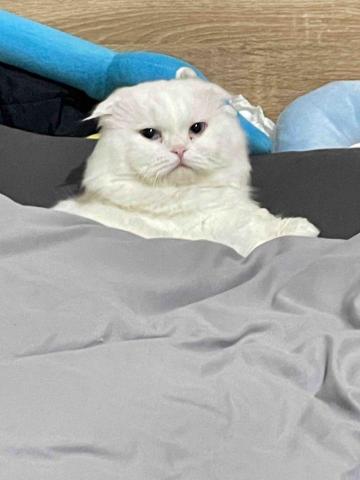 提供住宿服務的專家貓貓小保姆（住宿 洗澡 自家