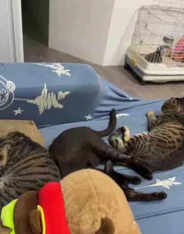 溫馨寄宿家庭🏡 - 客廳毛孩