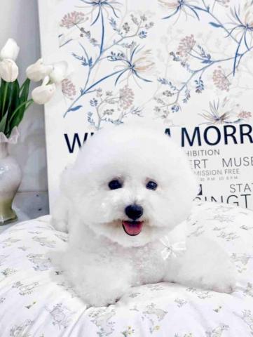 阿昌 - 比熊耳罩頭