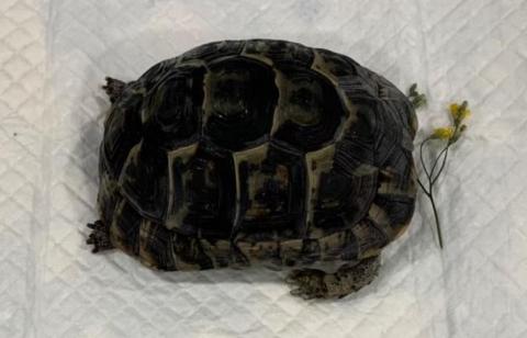 友森之年寵物生命 - 陸龜服務~~