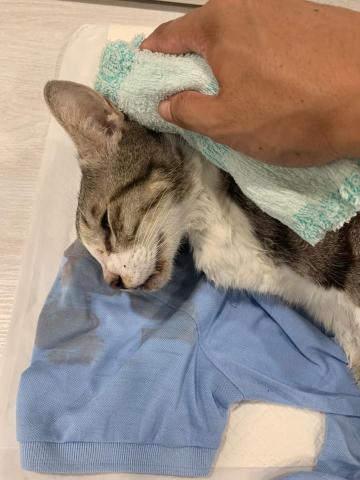 友森之年寵物生命 - 貓貓~~