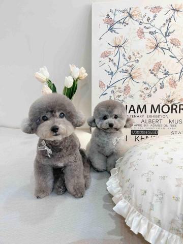 阿昌 - 貴賓寵物型