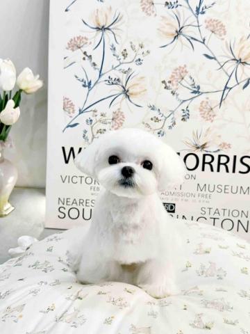 阿昌 - 馬爾濟斯