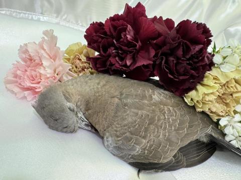 友森之年寵物生命 - 寵物斑鳩~~