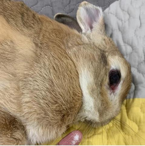 友森之年寵物生命 - 寵物兔~~