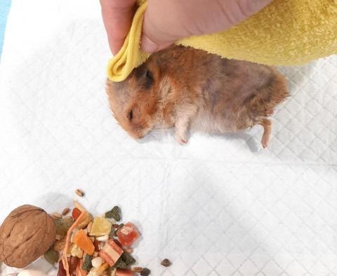 友森之年寵物生命 - 倉鼠~~