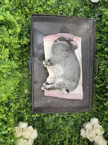 友森之年寵物生命 - 寵物兔~~