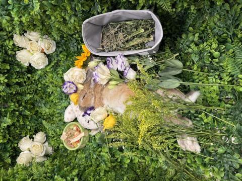 友森之年寵物生命 - 兔兔追思~~