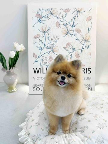 阿昌 - 博美飼主班