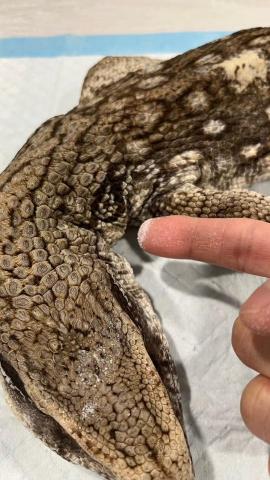 友森之年寵物生命 - 藍舌蜥~~