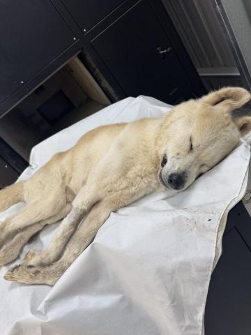 友森之年寵物生命 - 秋田犬~~