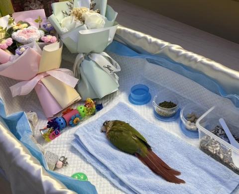 友森之年寵物生命 - 鸚鵡追思~~