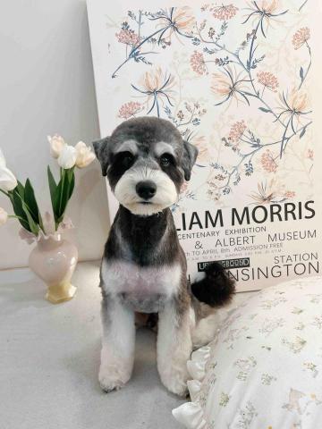 阿昌 - 雪納瑞寵物型