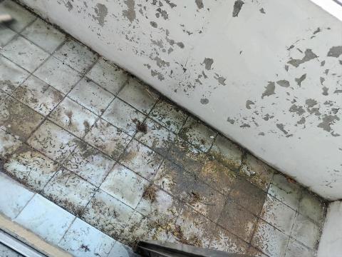 詹蕖菖 - 清潔前