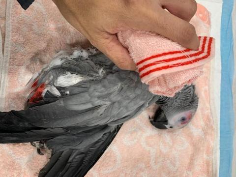 友森之年寵物生命 - 非洲灰鸚鵡