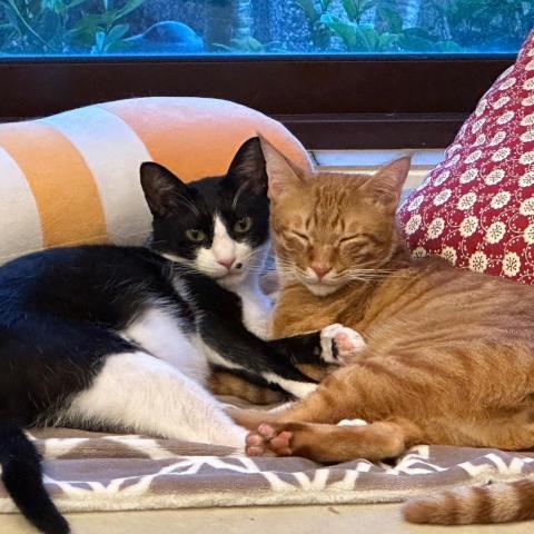 提供撞球陪打員服務的專家劉紹宇