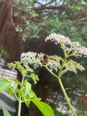 提供三重寵物美容服務的專家廖浩恩