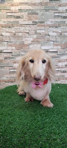 草地跑寵物美容 - 