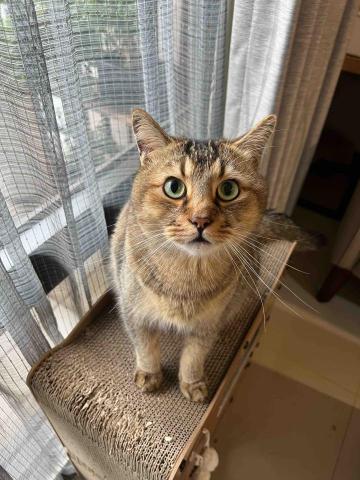 吳恩喬 - 客戶家的貓咪