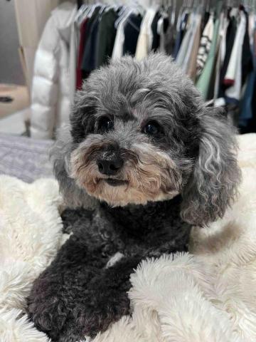 吳恩喬 - 寄宿的小貴賓