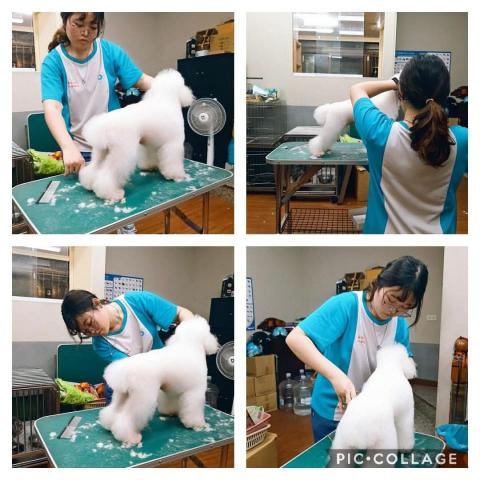 草地跑寵物美容 - 