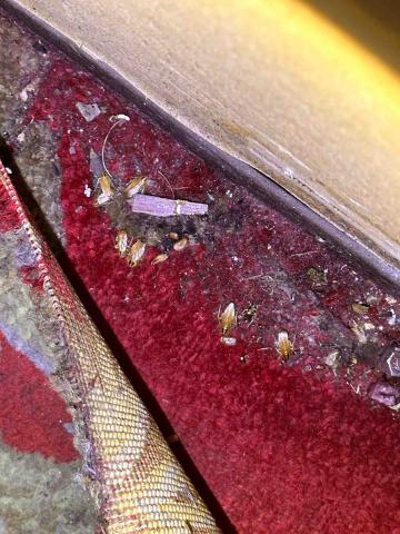 橙淨病媒防治 - 