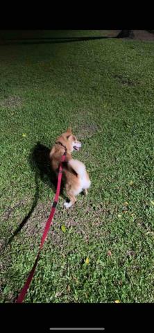 小可遛遛隊 - 第一位顧客-總柴