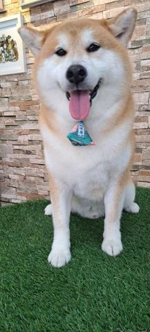 草地跑寵物美容 - 